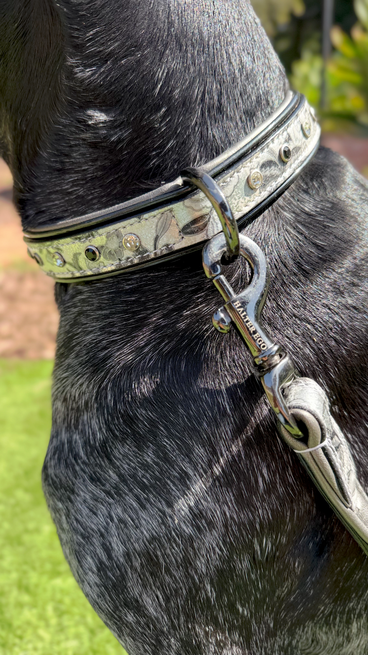 Halter Ego - Venetian Leather Dog Collar