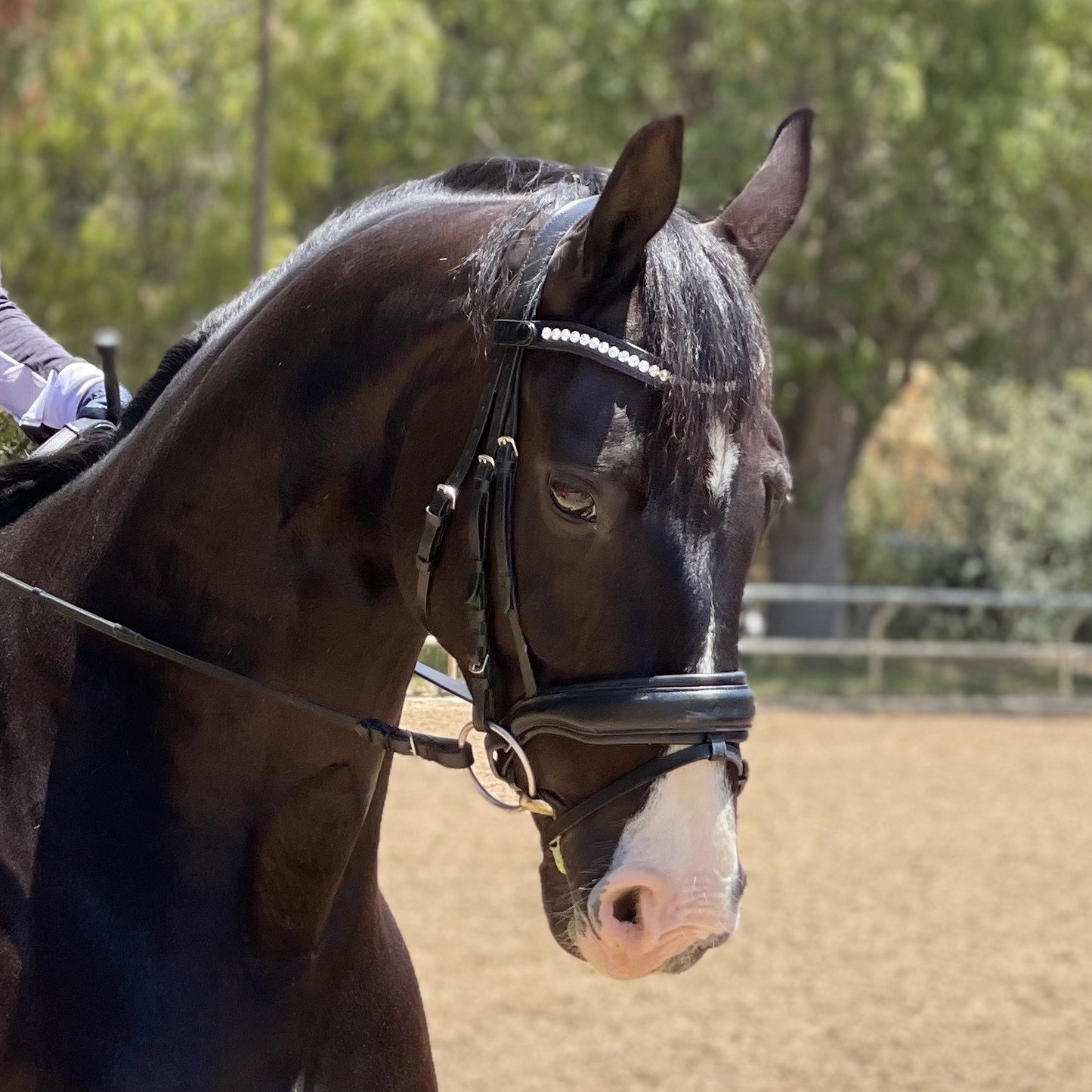 Halter Ego® The Brixton Snaffle Bridle - Black Leather Anatomical Snaffle Bridle