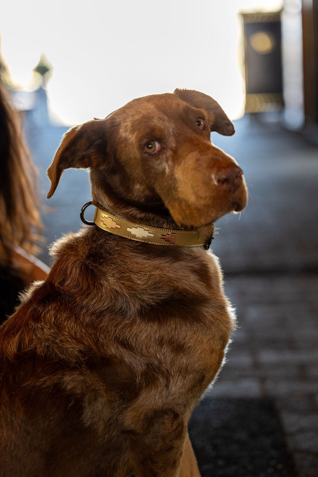 Halter Ego - Gilded Solstice Leather Dog Collar