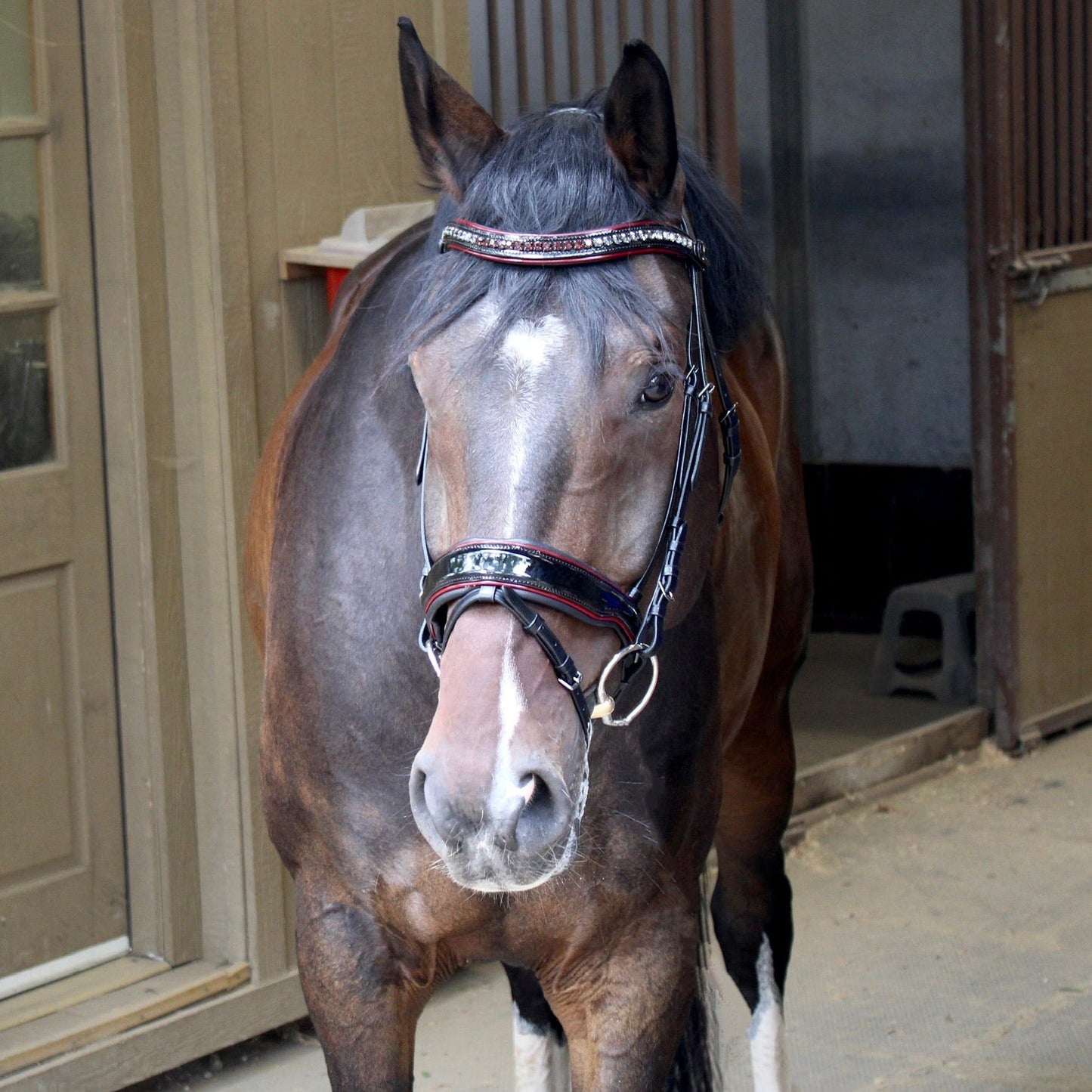 Halter Ego® The Hayworth - Black Patent Snaffle with Burgundy Patent Piping & Removable Flash