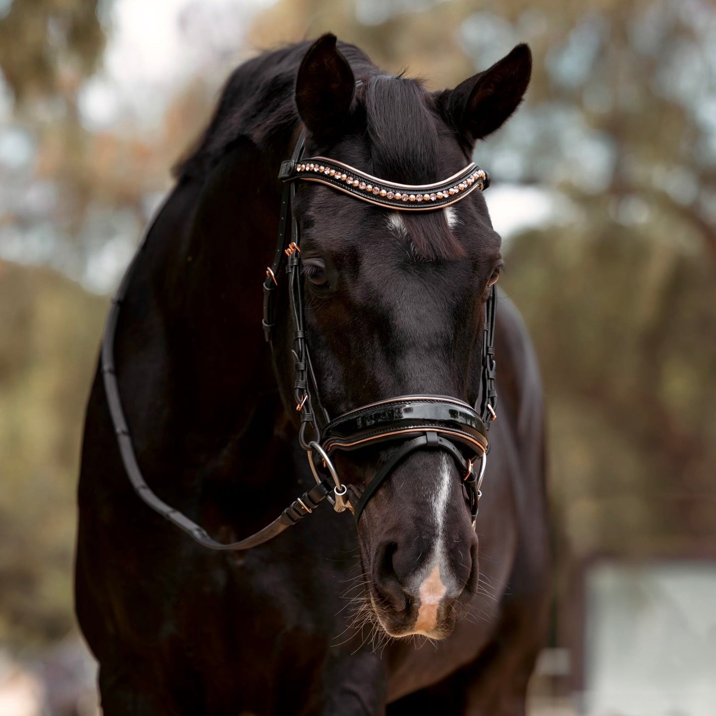 Halter Ego Aurelia Rose Gold Black Patent Snaffle Bridle with Removable Flash