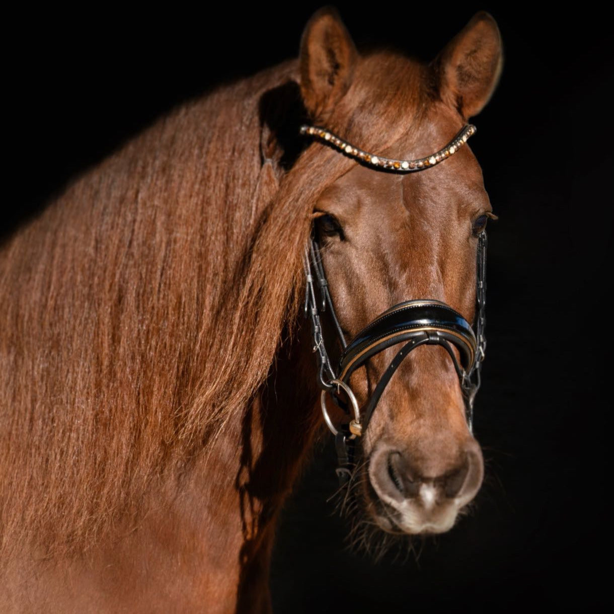 Halter Ego  Geneva - Black Patent Snaffle Bridle with Metallic Gold Piping