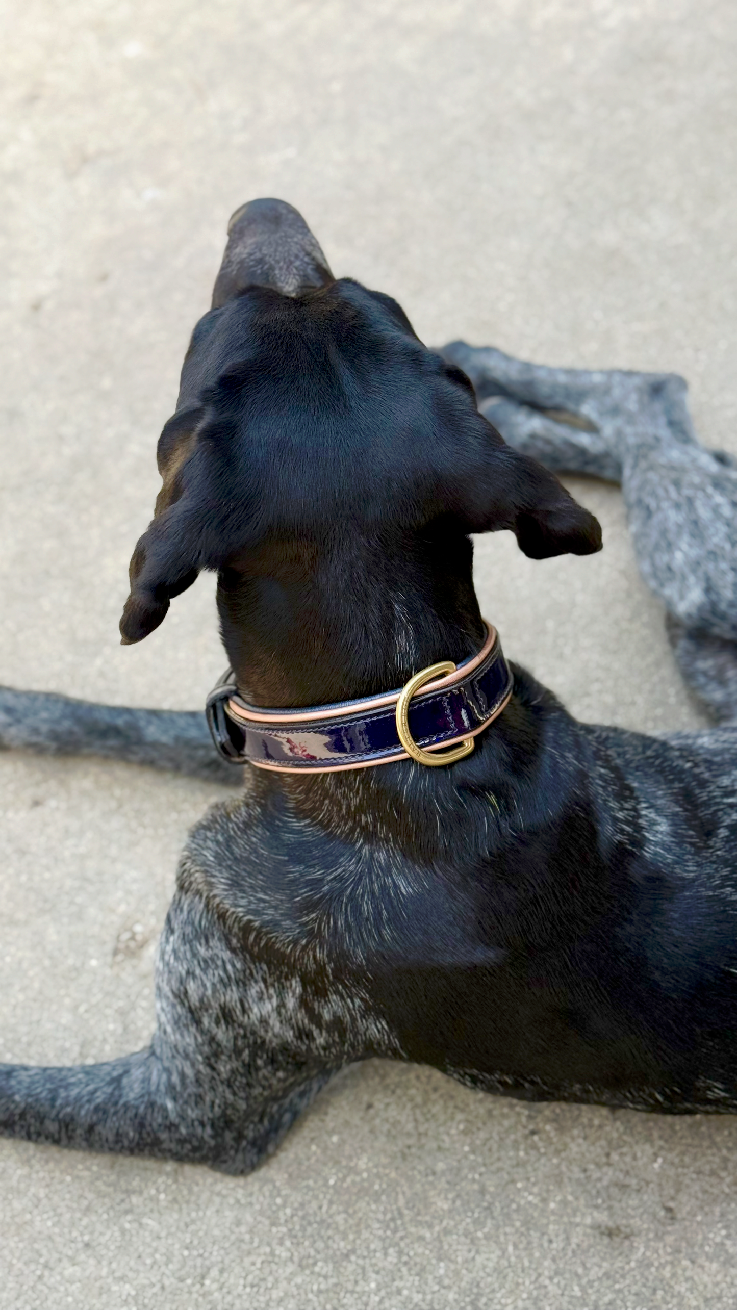 Halter Ego - Revolution Patent Blue Leather Dog Collar