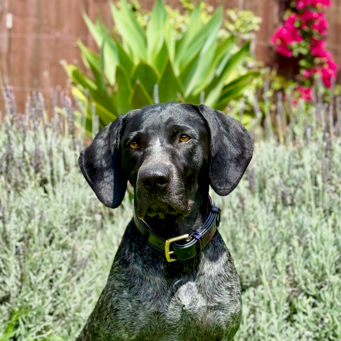 Halter Ego - Revolution Patent Blue Leather Dog Collar