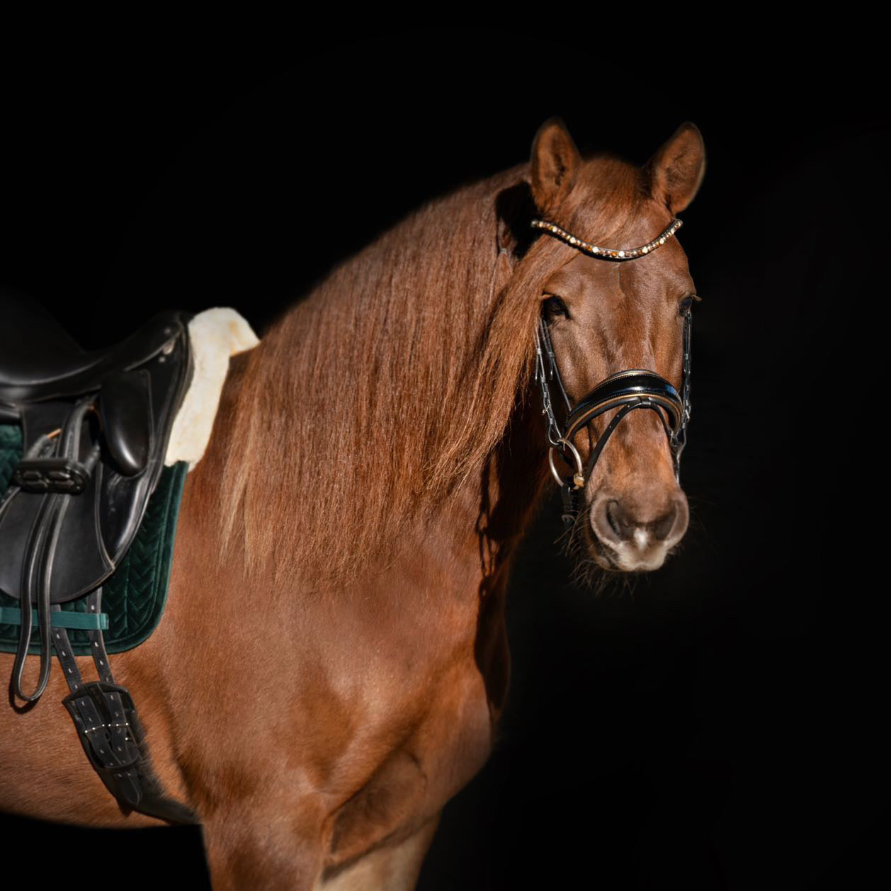 Halter Ego  Geneva - Black Patent Snaffle Bridle with Metallic Gold Piping