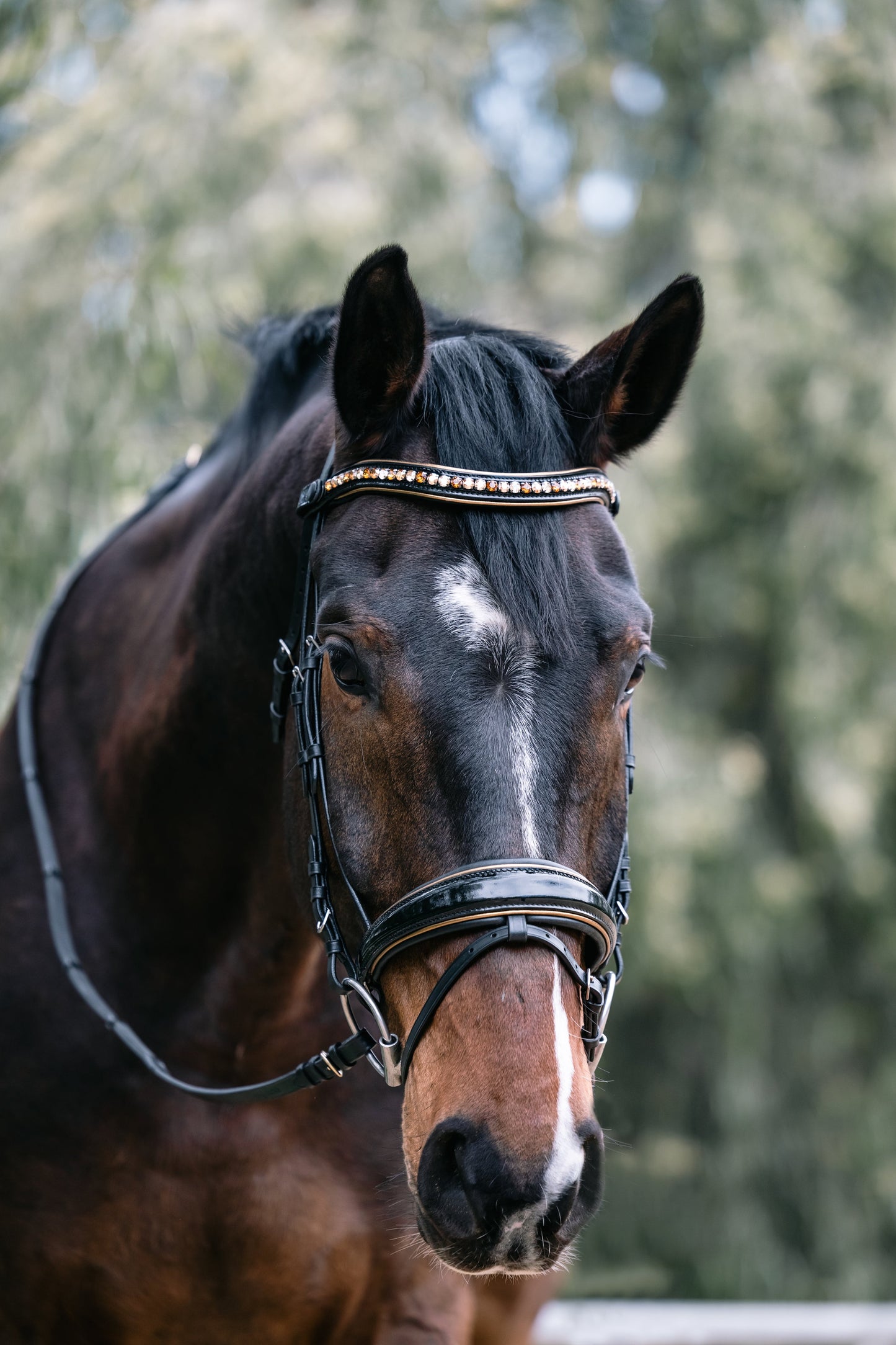 Halter Ego  Geneva - Black Patent Snaffle Bridle with Metallic Gold Piping