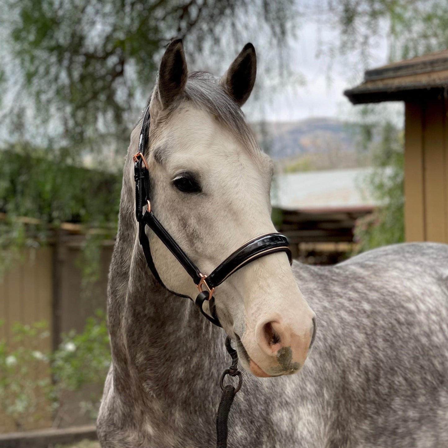Halter Ego® Aurelia - Black Patent Conical Padded Halter with Rose Gold Piping
