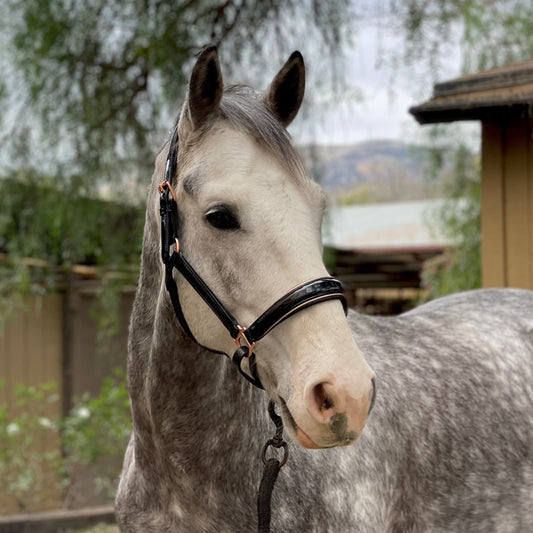 Halter Ego® Aurelia - Black Patent Conical Padded Halter with Rose Gold Piping
