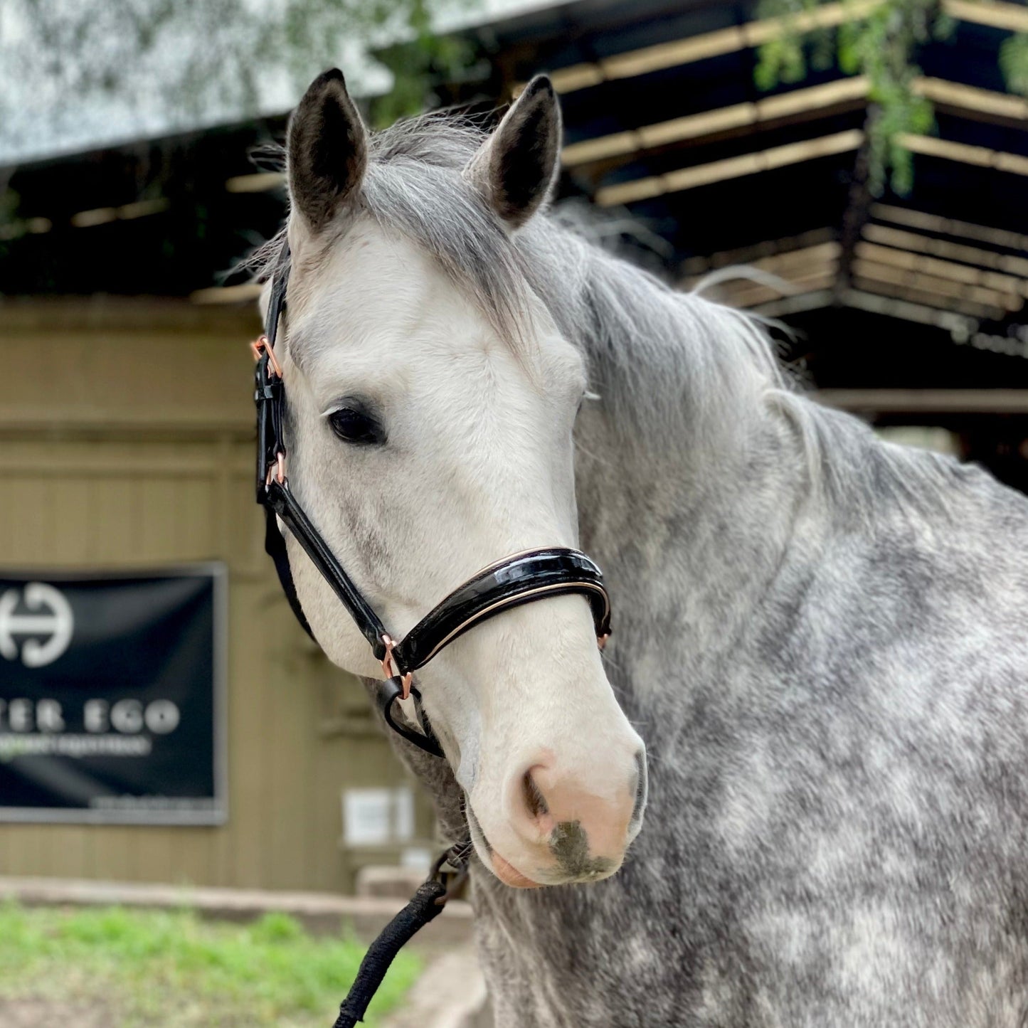 Halter Ego® Aurelia - Black Patent Conical Padded Halter with Rose Gold Piping