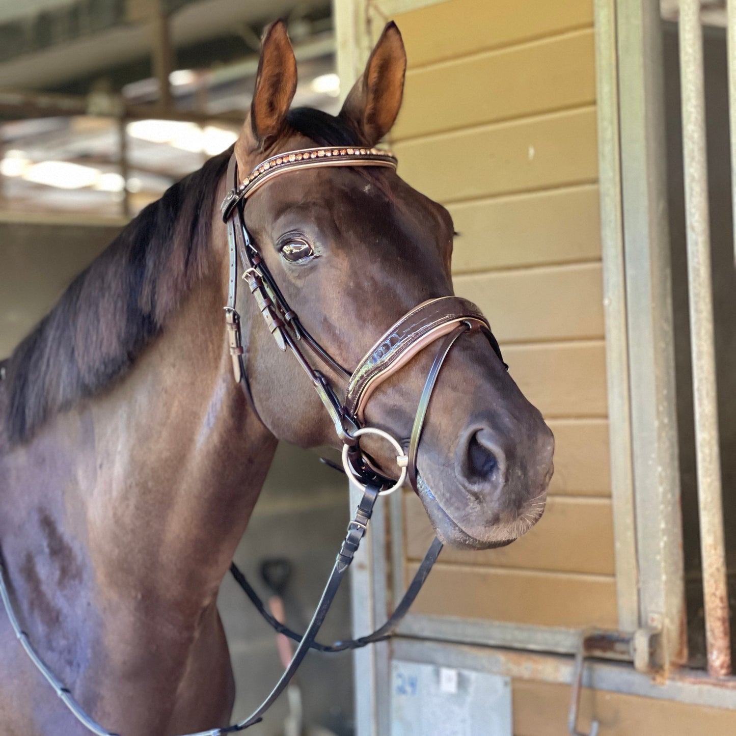 Halter Ego® The Sun King Brown Patent Leather Snaffle Bridle