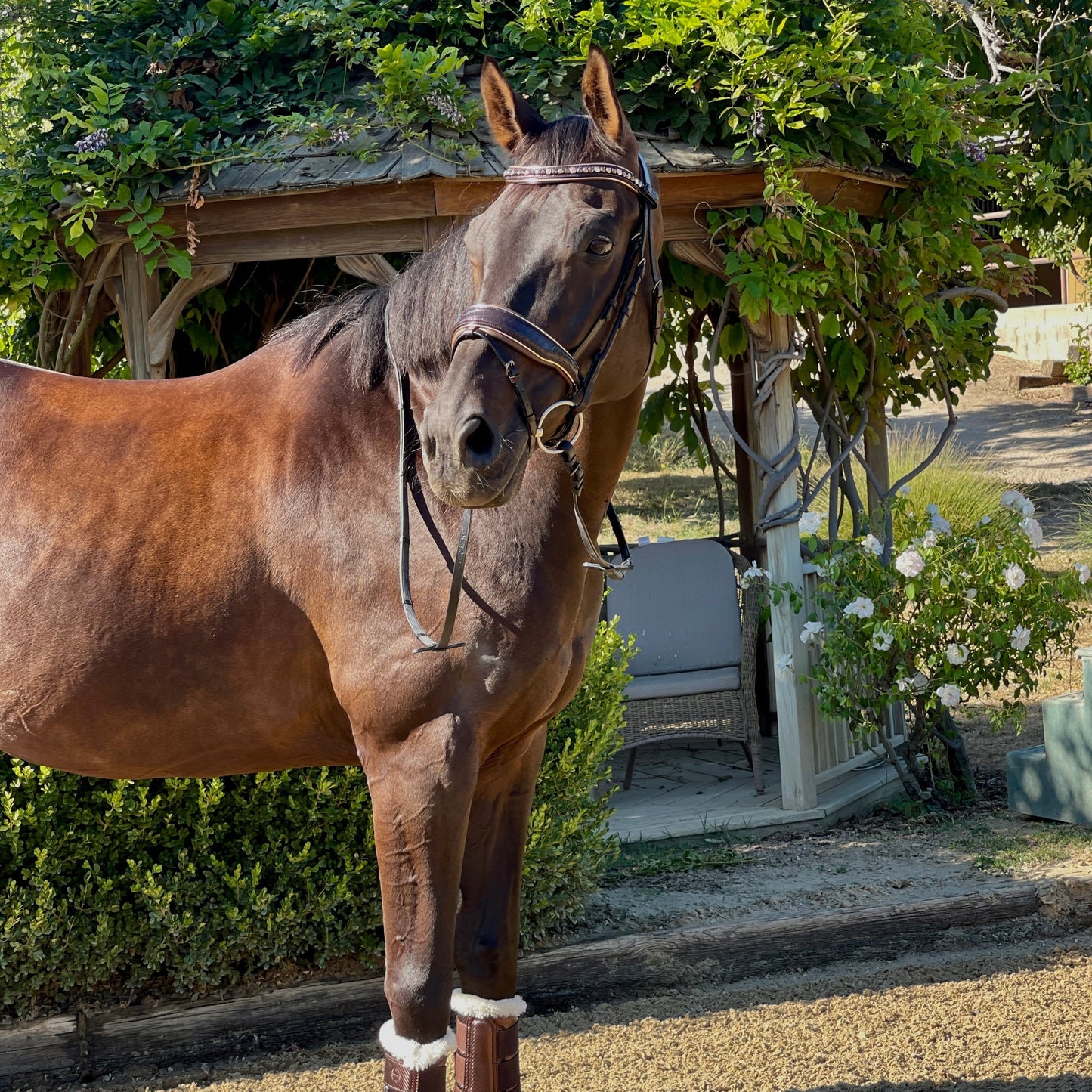 Halter Ego® The Sun King Brown Patent Leather Snaffle Bridle