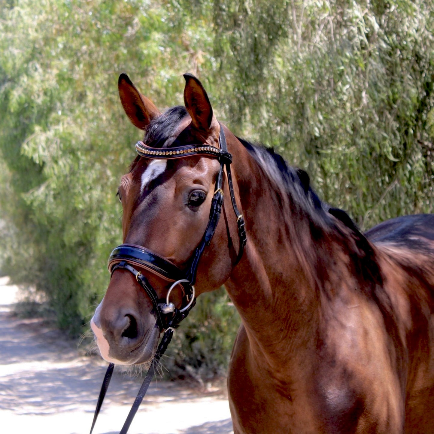 Halter Ego® The Palermo Black Patent Leather Snaffle with Brown Padding