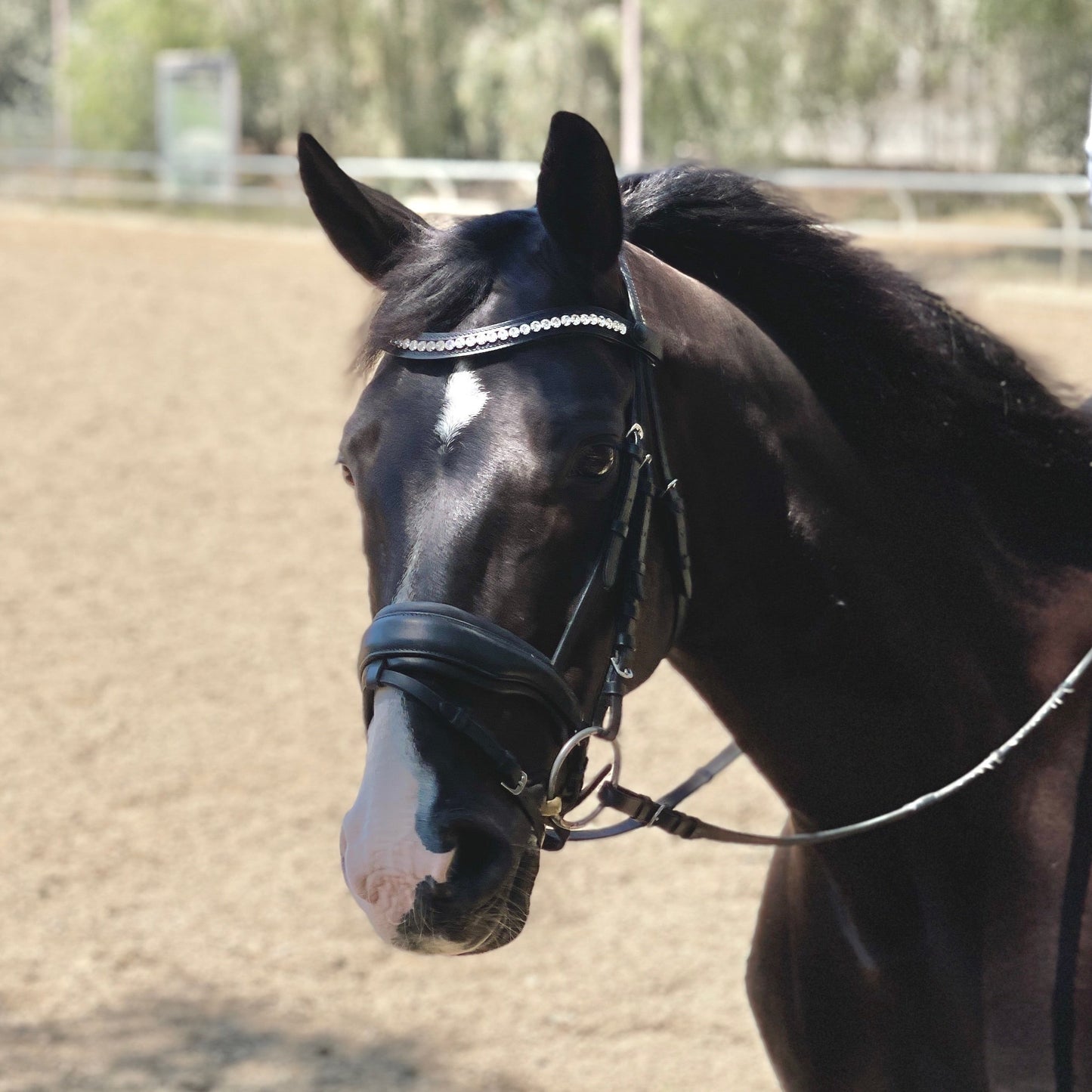 Halter Ego® The Brixton Snaffle Bridle - Black Leather Anatomical Snaffle Bridle
