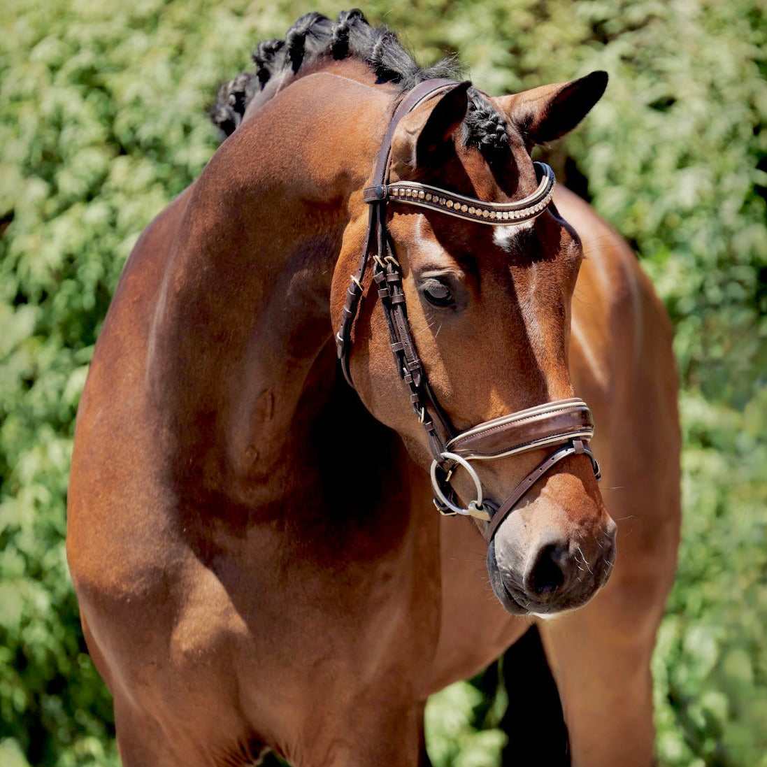 Halter Ego® The Catalonia Metallic Bronze Leather Snaffle Bridle with Removable Flash