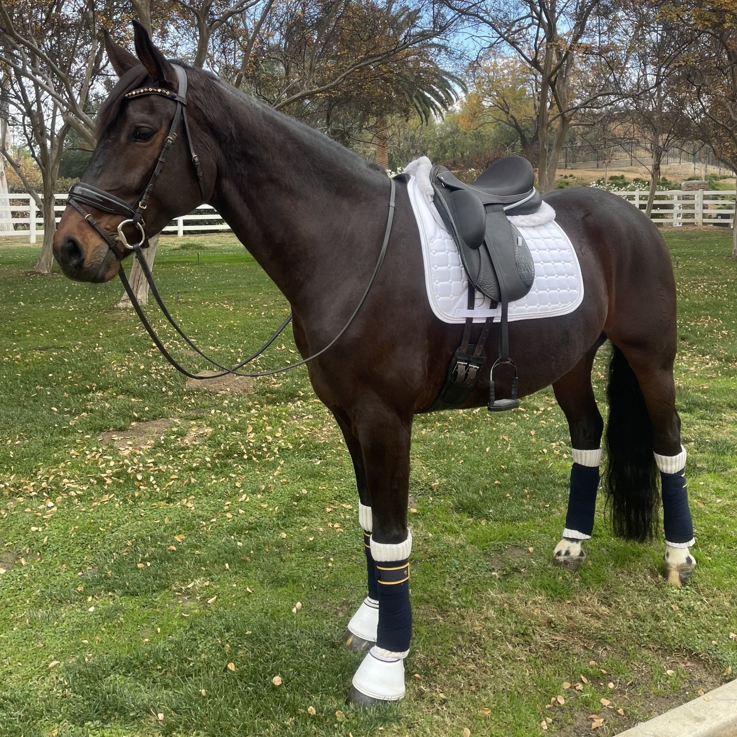 Halter Ego - Satin Classic Dressage Saddle Pad - White