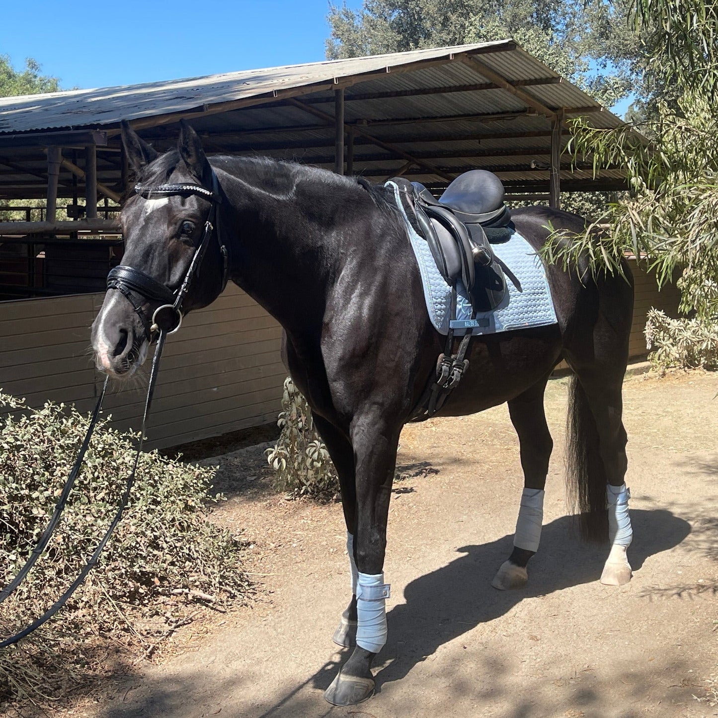 Halter Ego European Cotton Dressage Saddle Pad - Light Blue with Crystals & Light Blue/Silver Twisted Rope Trim