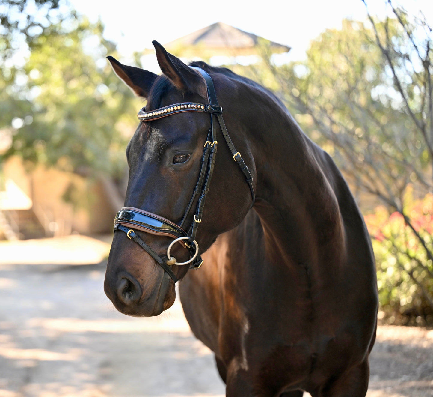 Halter Ego® The Palermo Black Patent Leather Snaffle with Brown Padding