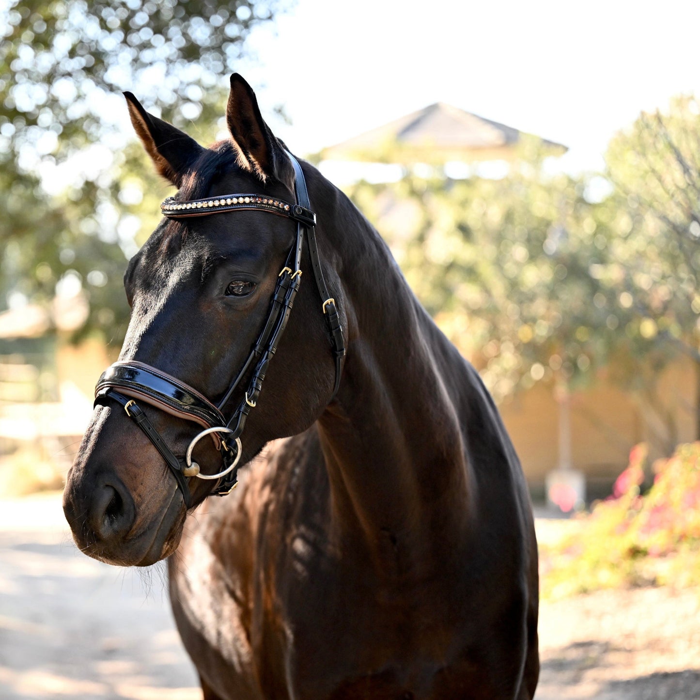Halter Ego® The Palermo Black Patent Leather Snaffle with Brown Padding
