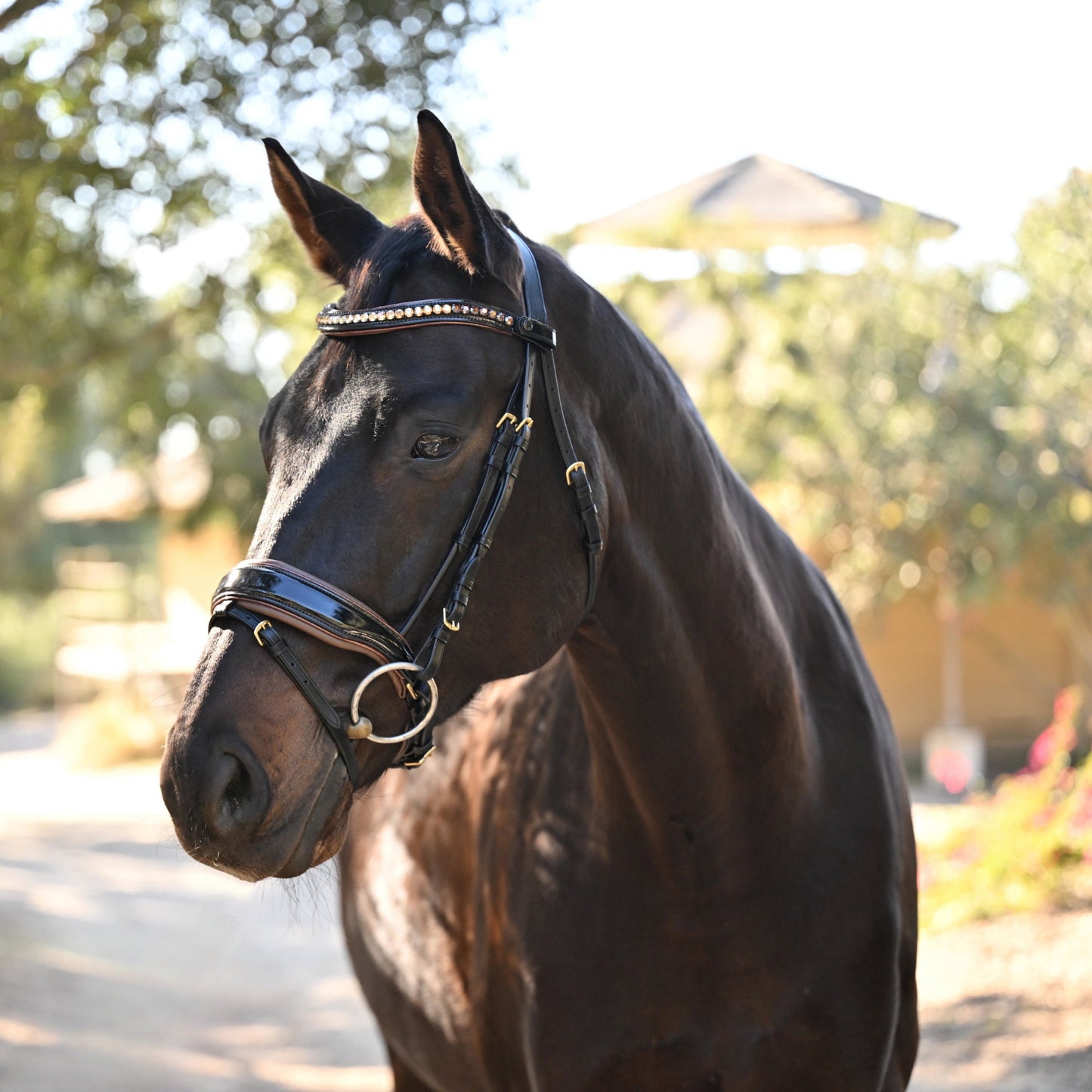 Halter Ego® The Palermo Black Patent Leather Snaffle with Brown Padding