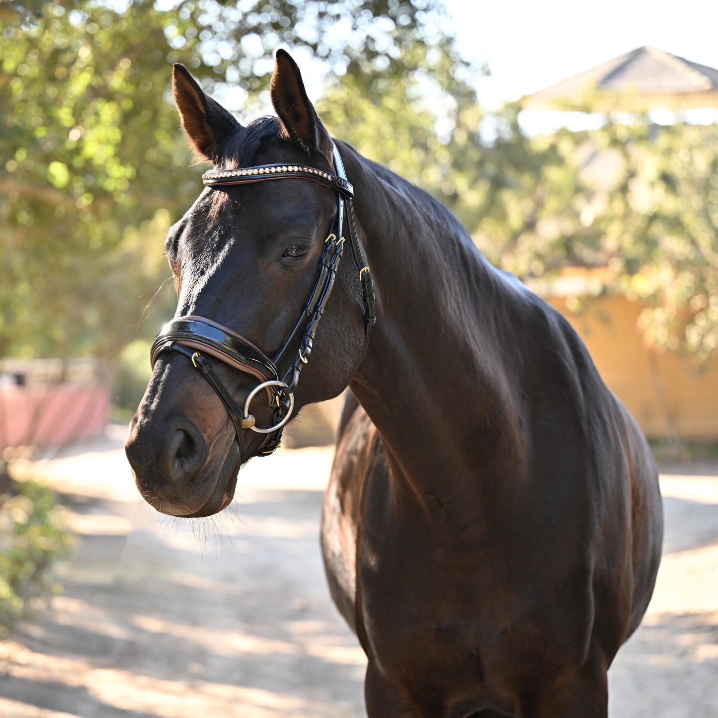 Halter Ego® The Palermo Black Patent Leather Snaffle with Brown Padding