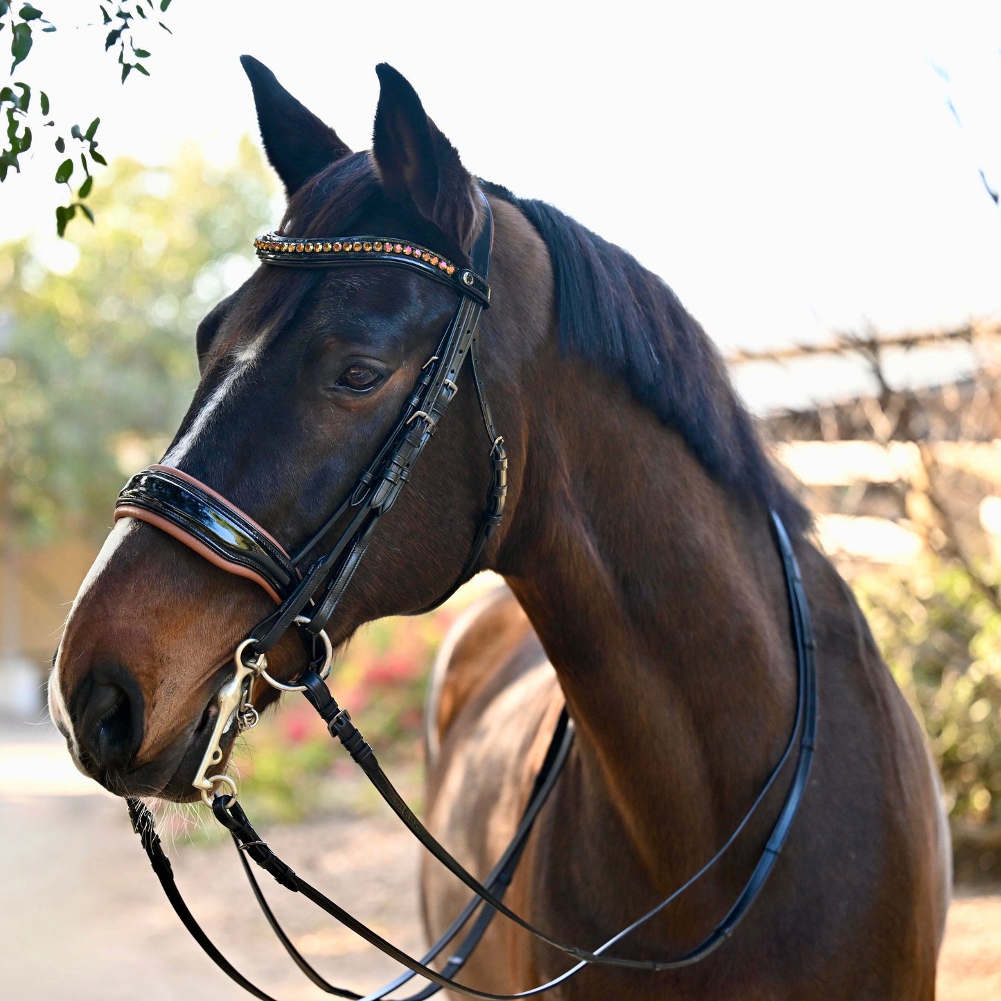 Halter Ego  🤎 The Umbria Rolled Black Patent Leather Double Bridle