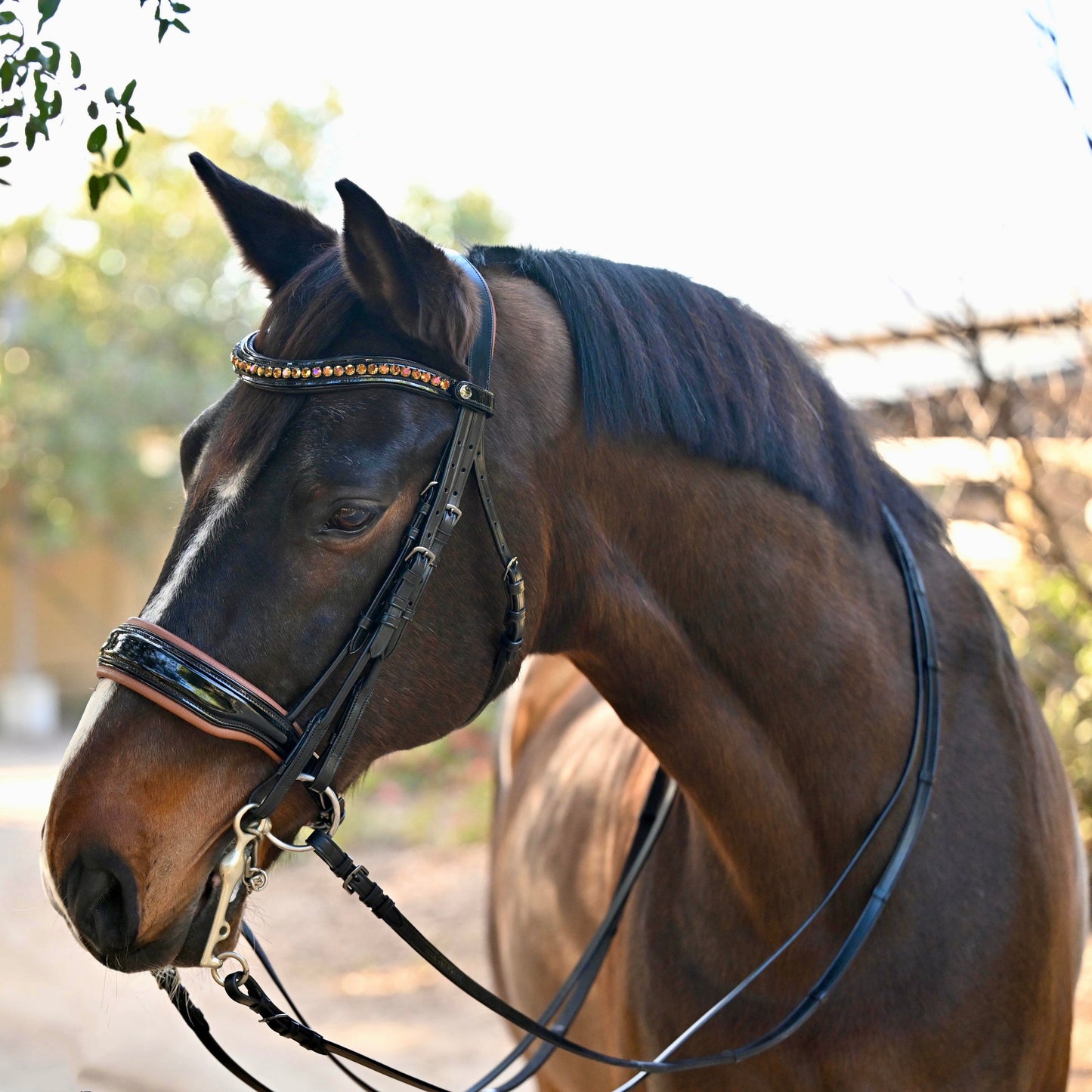 Halter Ego  🤎 The Umbria Rolled Black Patent Leather Double Bridle