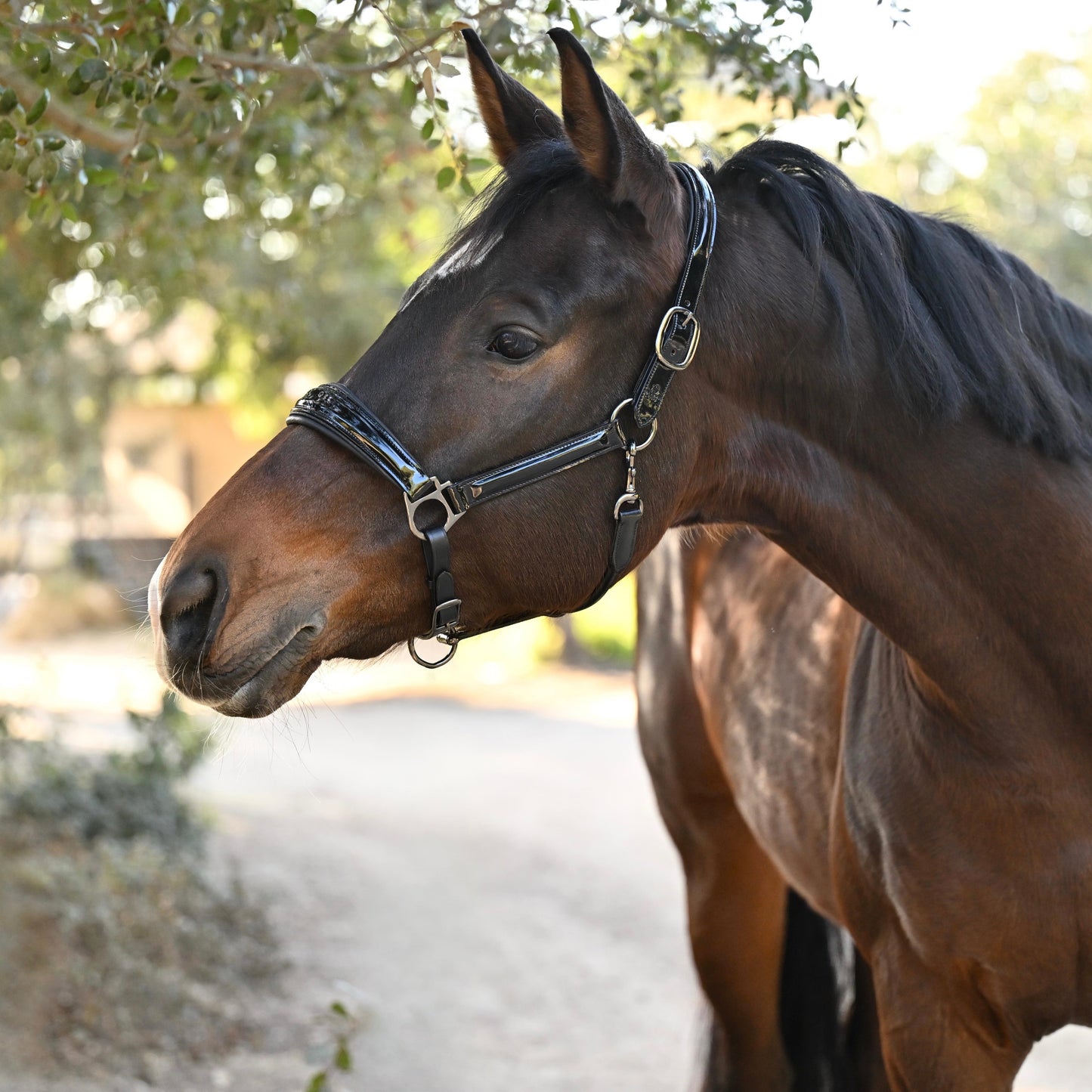 Halter Ego® Valentina Black Patent Halter
