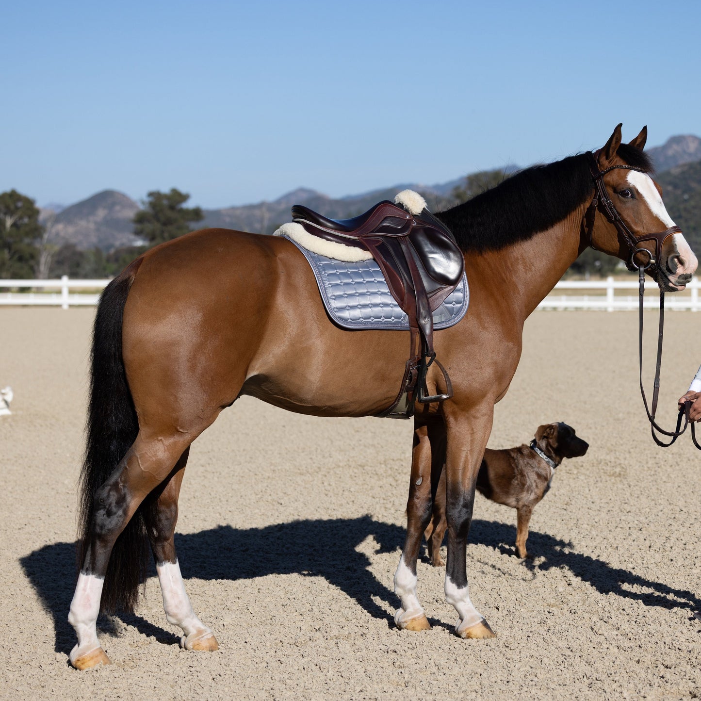 Halter Ego - Satin Classic Jump Saddle Pad - Platinum