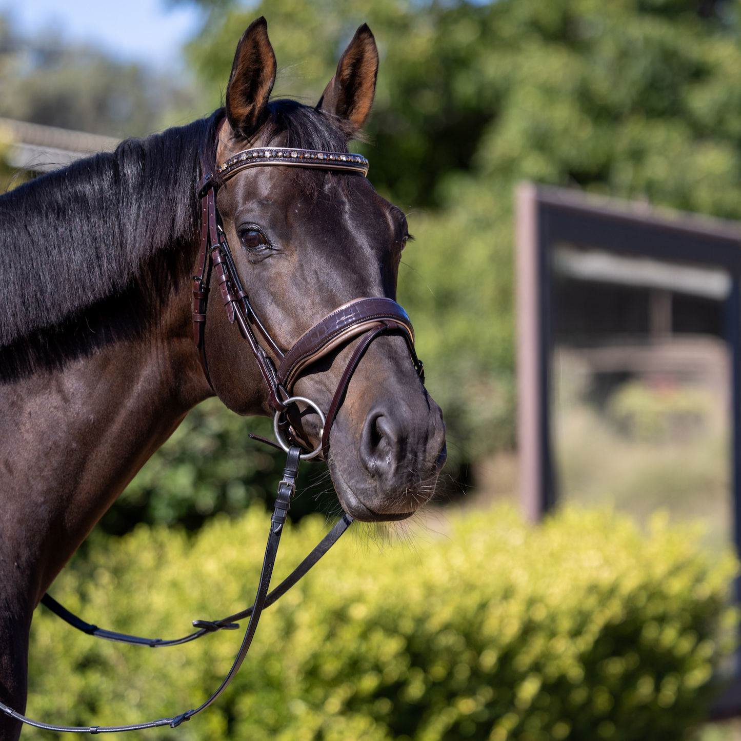 Halter Ego® The Sun King Brown Patent Leather Snaffle Bridle