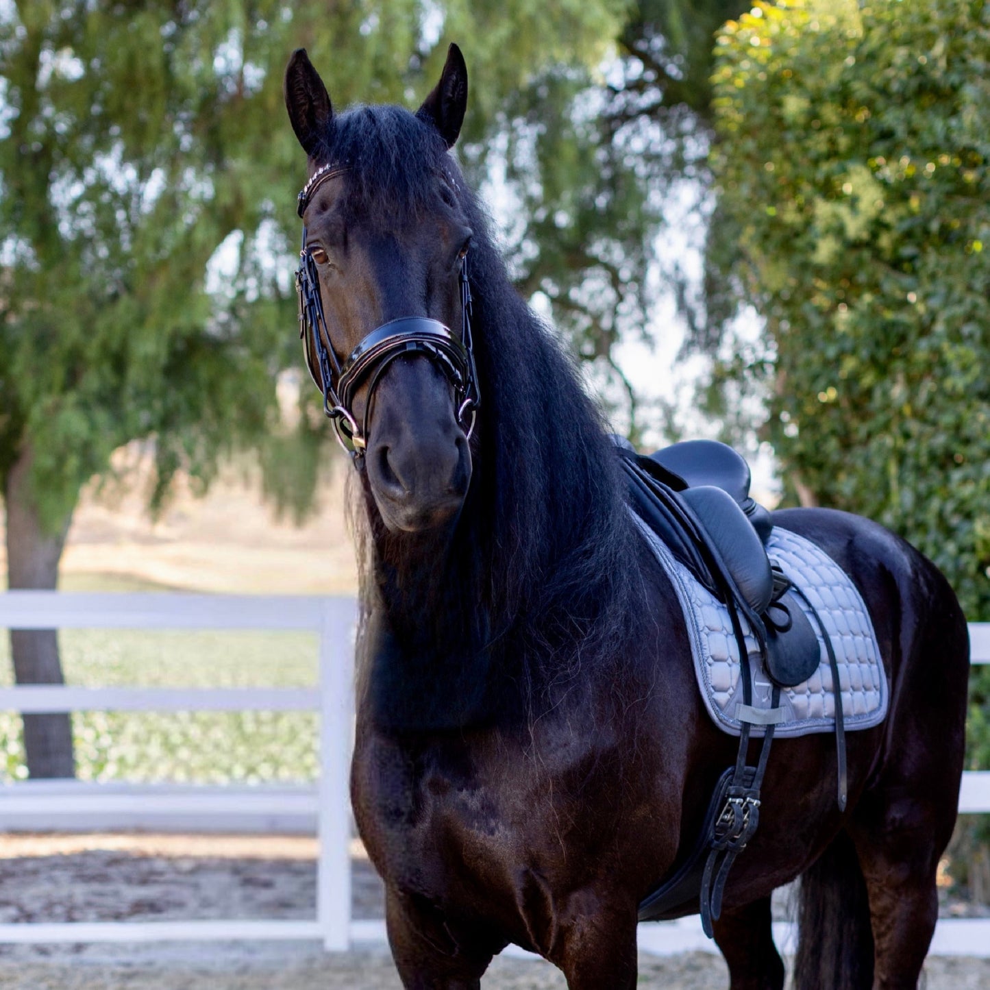 Halter Ego® Ocala Black Patent Leather Snaffle Bridle With Removable Flash
