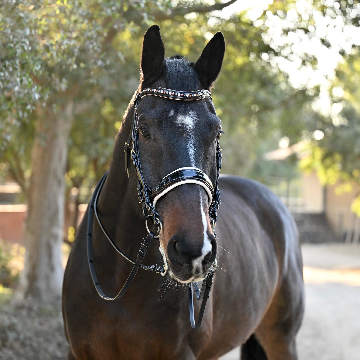 Halter Ego® The Taos Black Patent Double