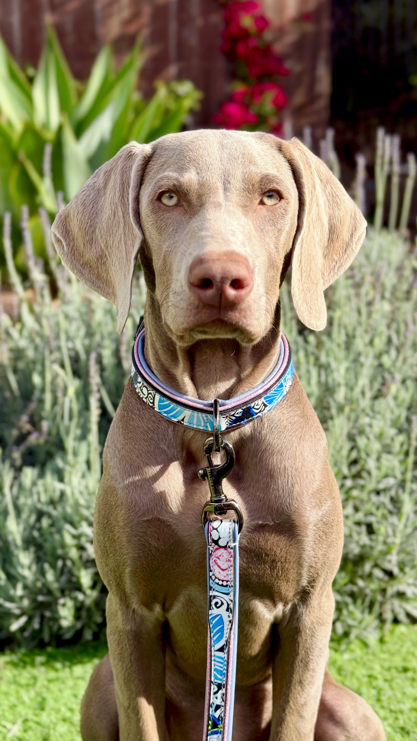 Halter Ego - The Blossom Leather Dog Leash
