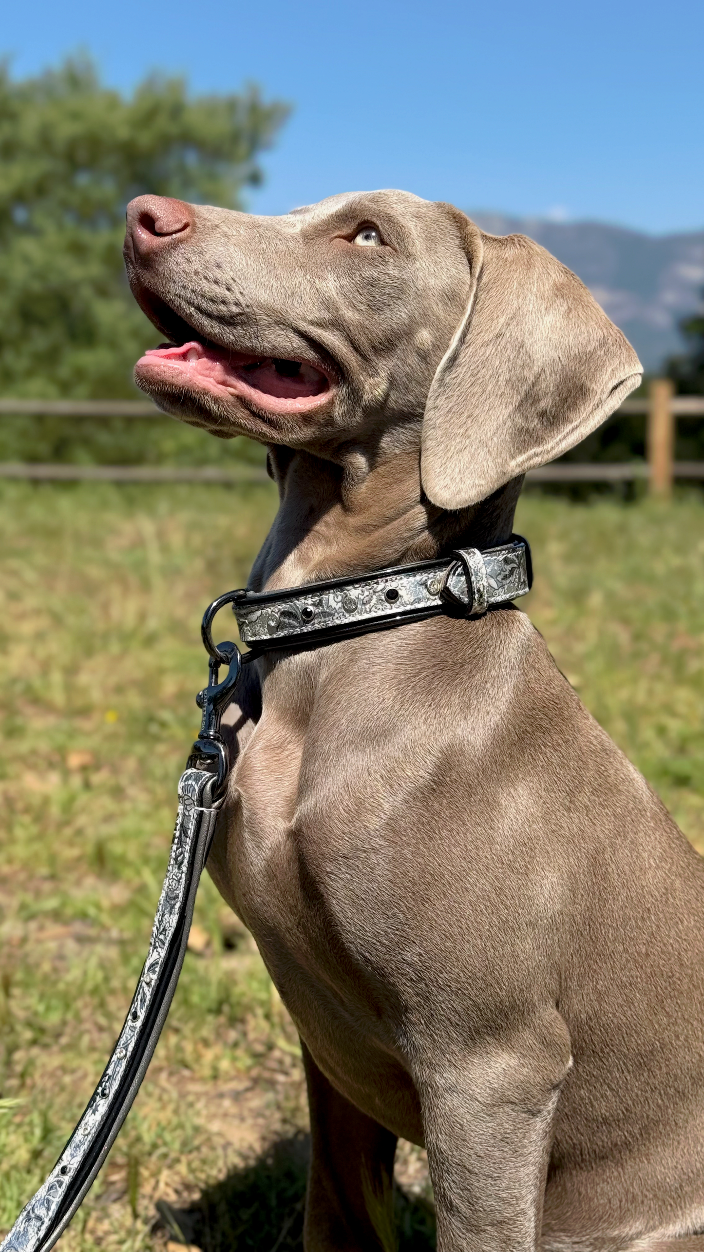 Halter Ego - Venetian Leather Dog Collar