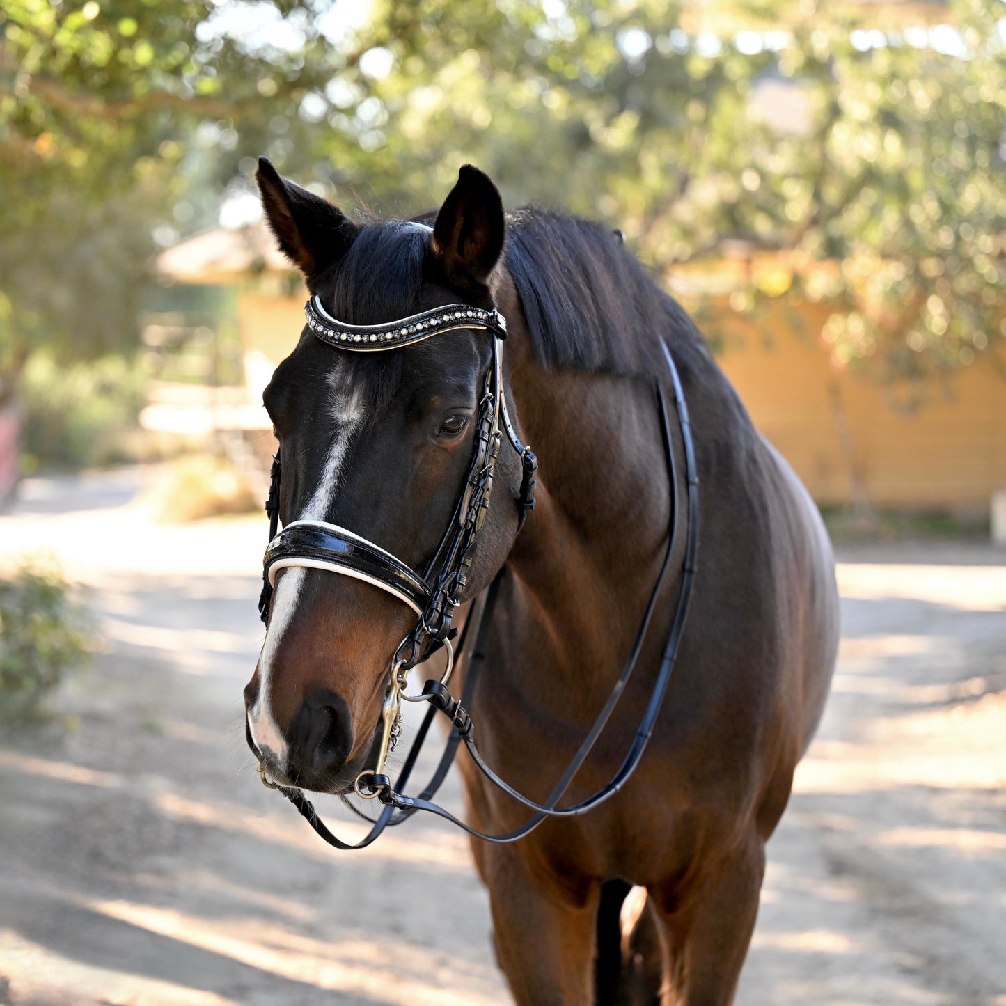Halter Ego® The Harlow Black Rolled Leather Double Bridle