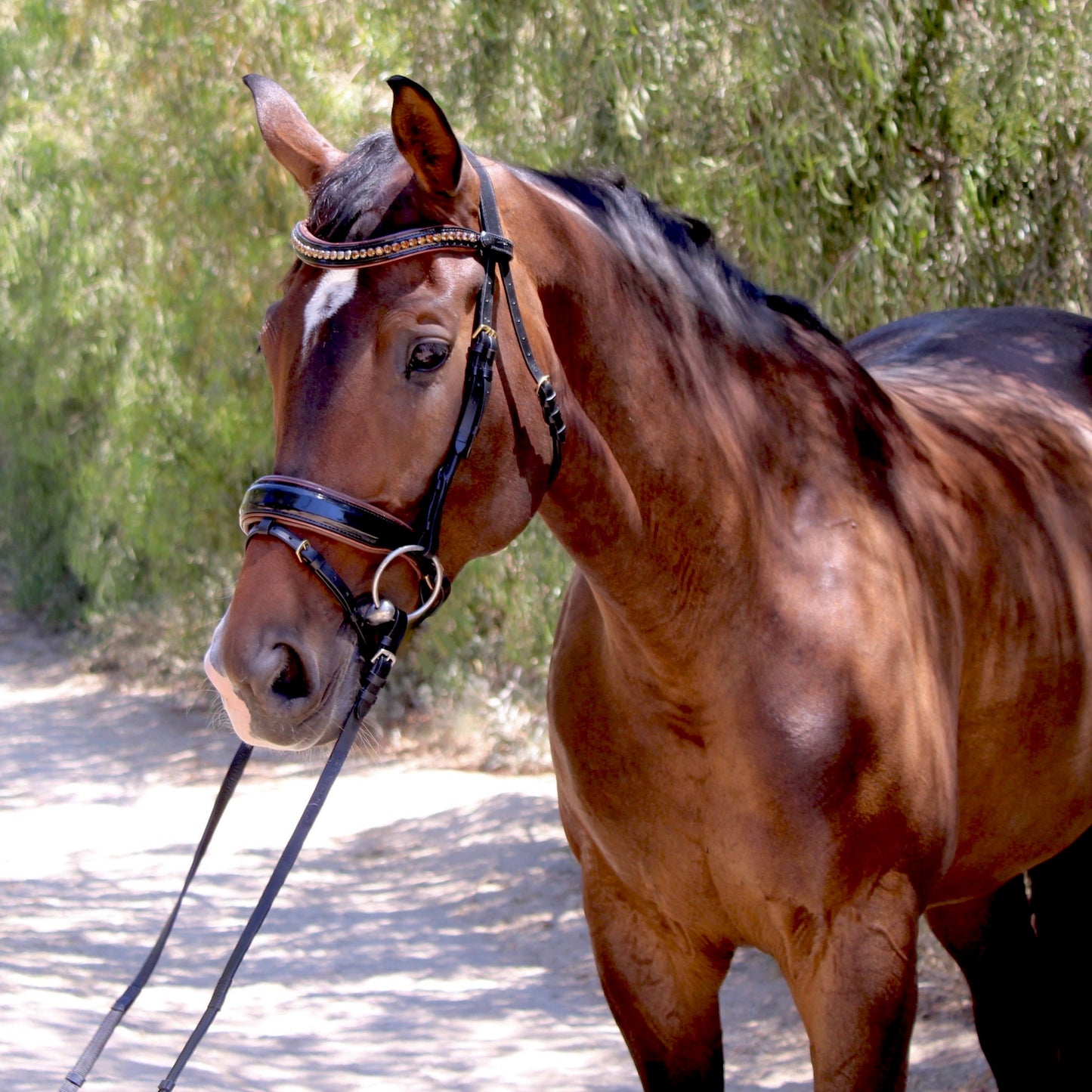 Halter Ego® The Palermo Black Patent Leather Snaffle with Brown Padding