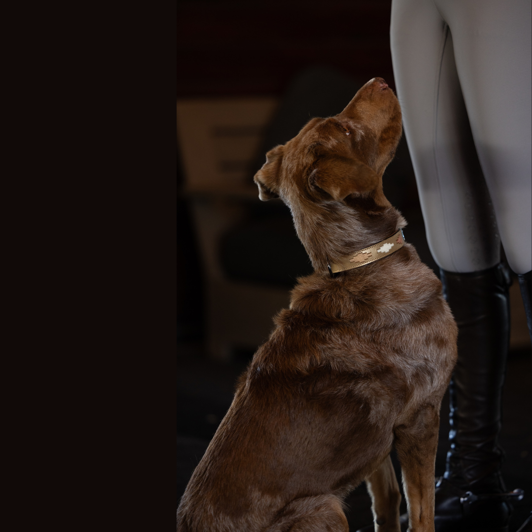 Halter Ego - Gilded Solstice Leather Dog Collar